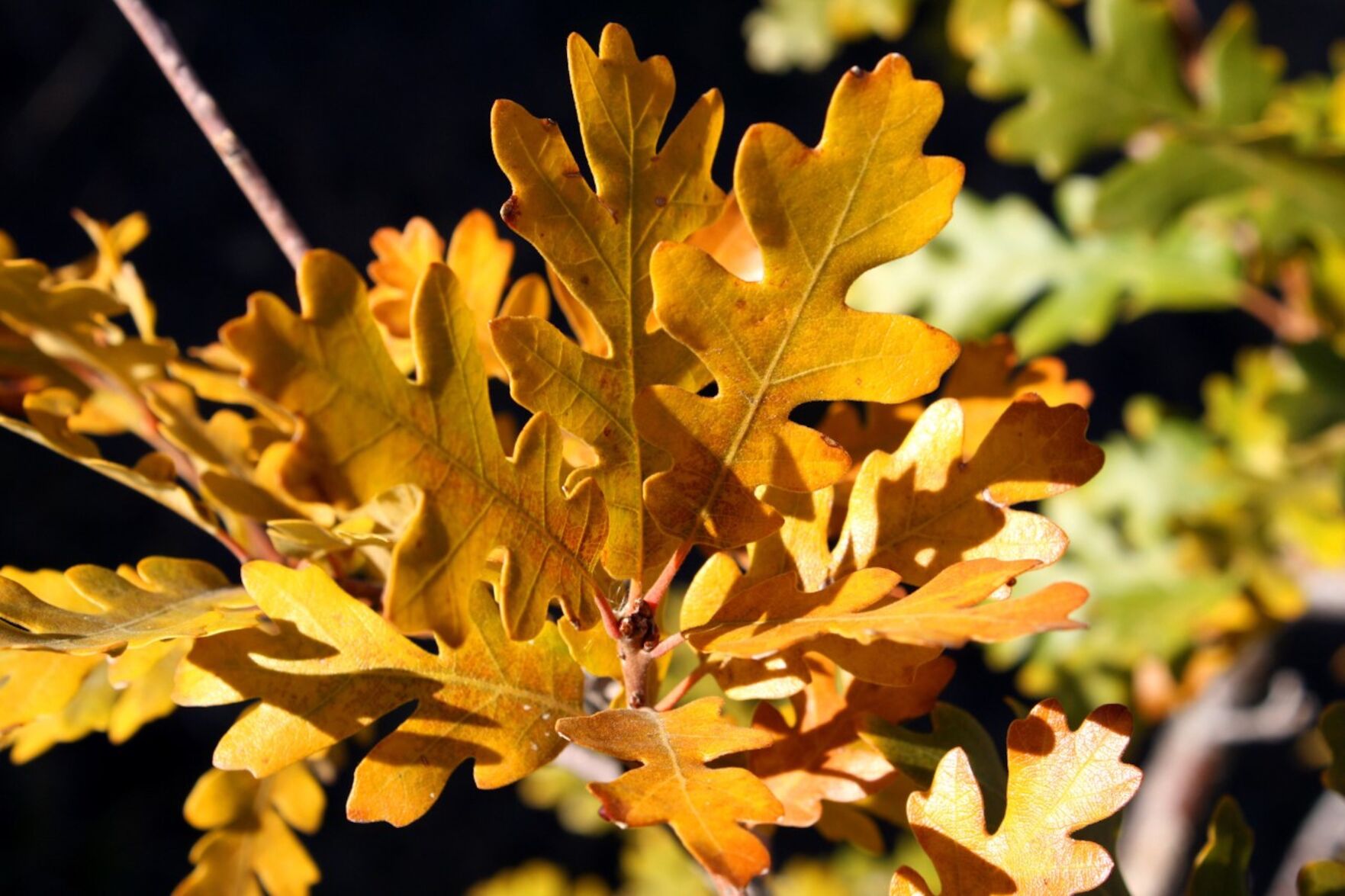 scrub-oak-leaves-in-autumn.jpg